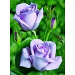 Rosa blu