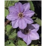 Clematis in fiore