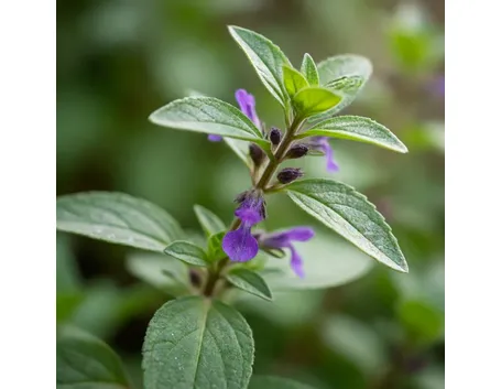 Salvia