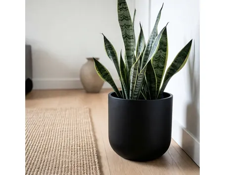 sanseveria