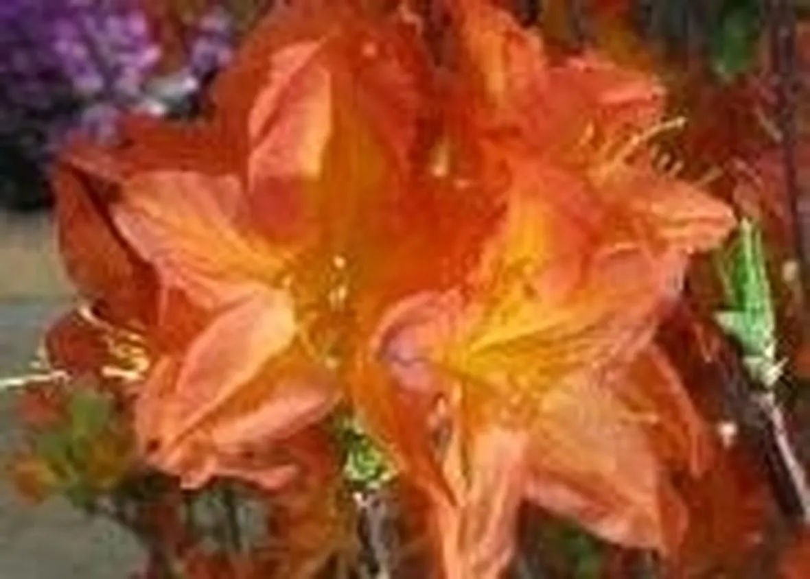 Azalea mollis