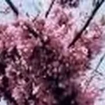 Cercis siliquastrum