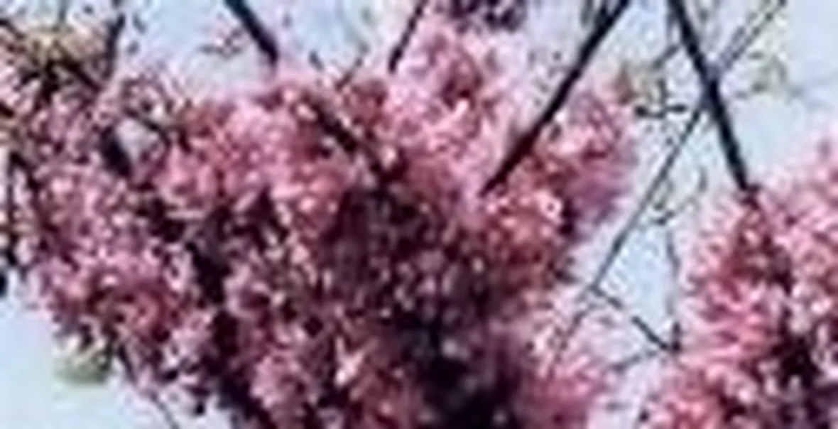 Cercis siliquastrum