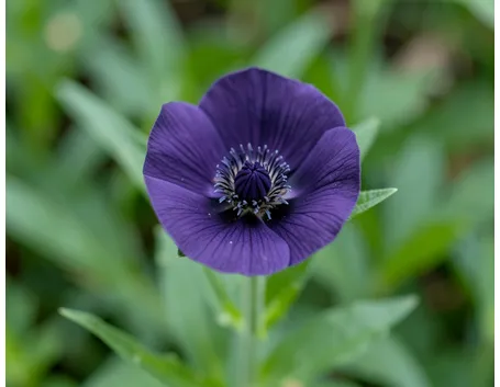 Papavero