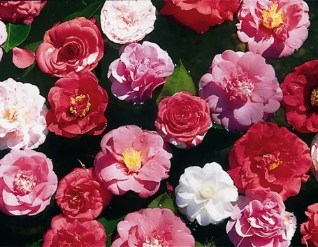 Camelia