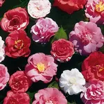 Camelia
