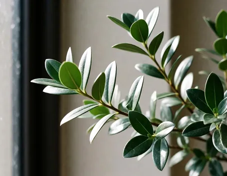 Eleagnus