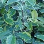 Eleagnus