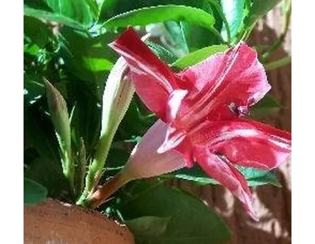 Mandevilla
