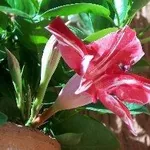 Mandevilla
