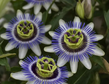 Passiflora