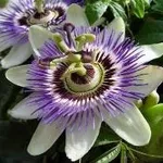 Passiflora