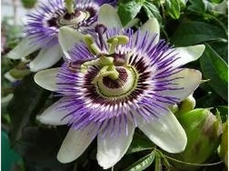 Passiflora