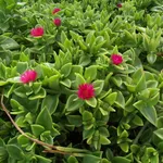 dichondra
