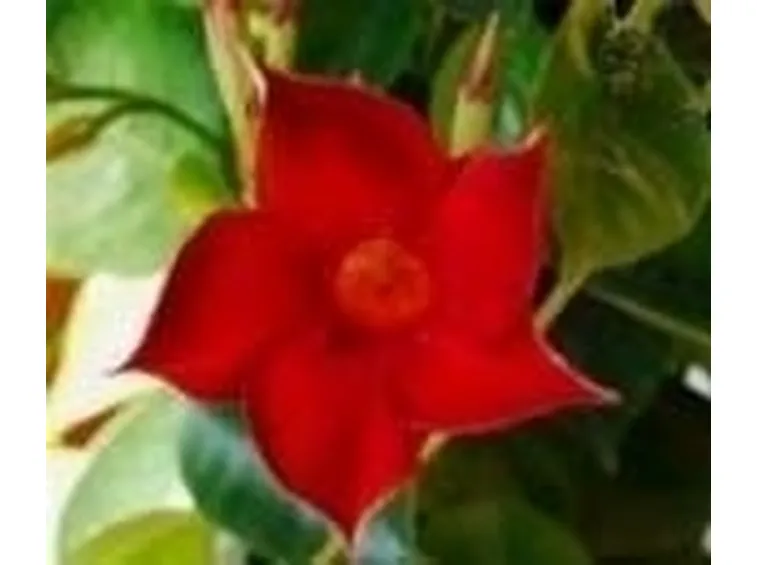 dipladenia rossa