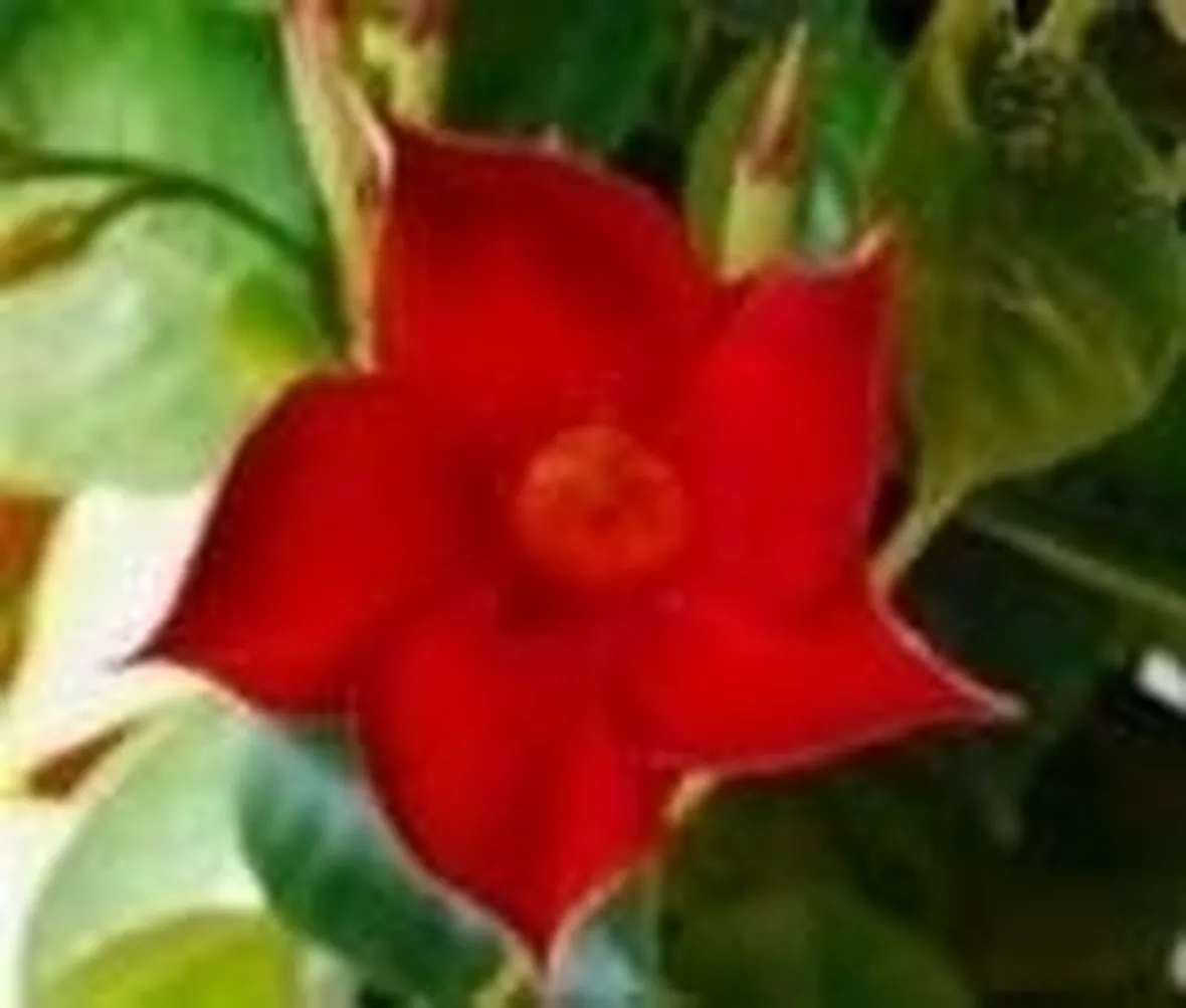 dipladenia rossa