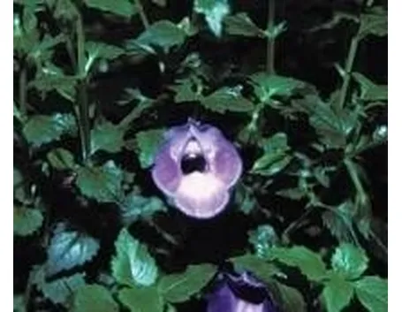 Torenia