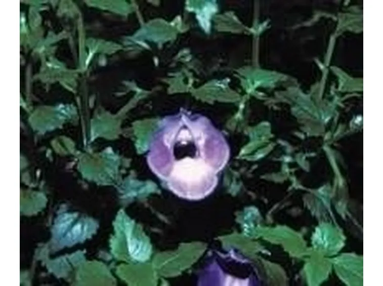 Torenia