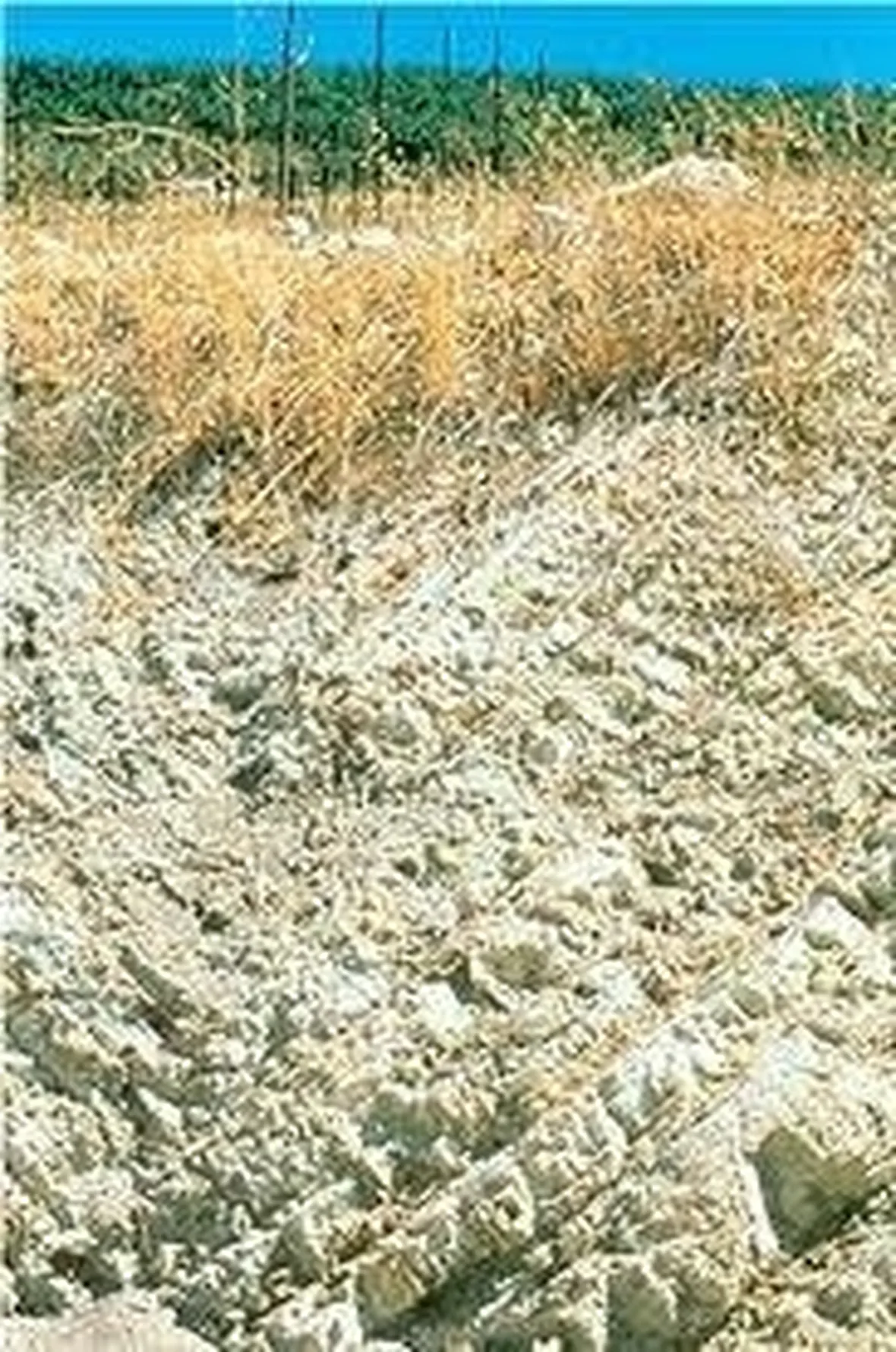Terreno