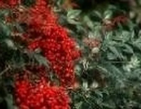 bacche di nandina