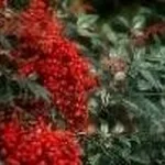 bacche di nandina