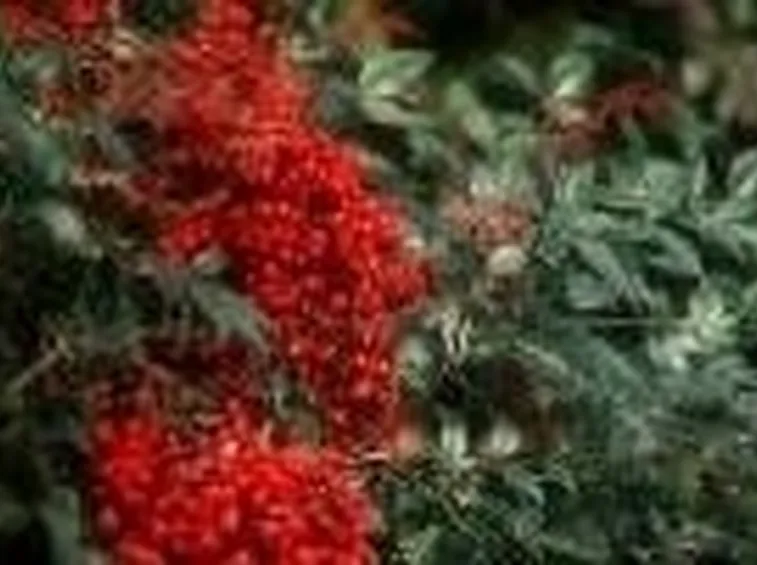 bacche di nandina