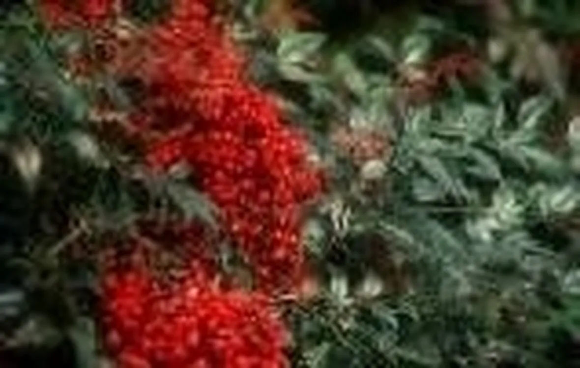 bacche di nandina