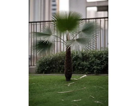 trachycarpus