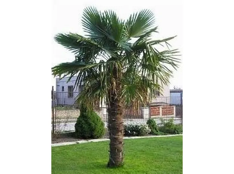 trachycarpus