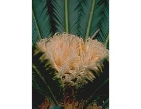 Fiore di cycas