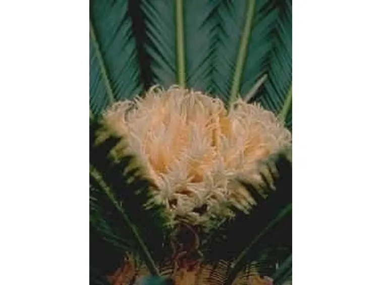 Fiore di cycas