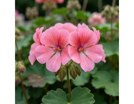 Fiori di geranio