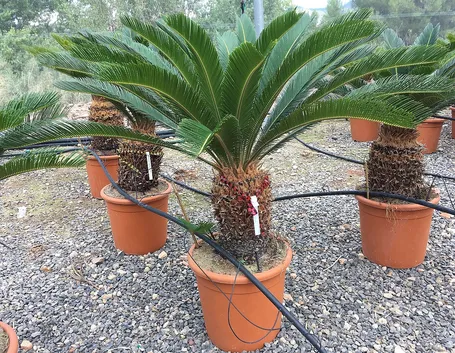 cycas infiorescenza