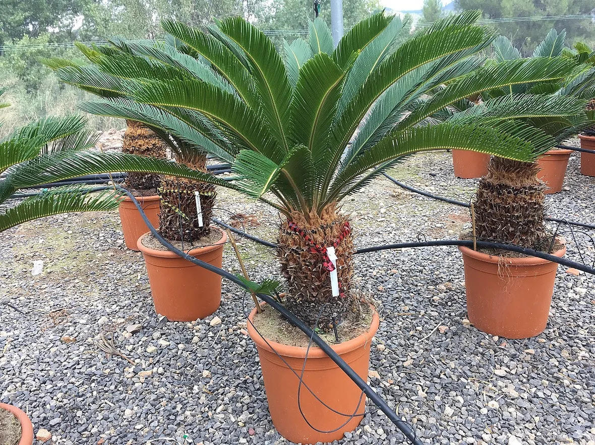 cycas infiorescenza