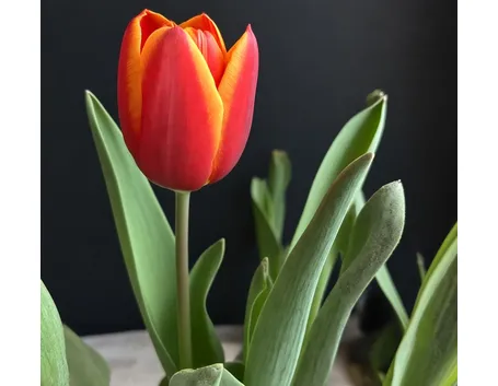 Tulipani