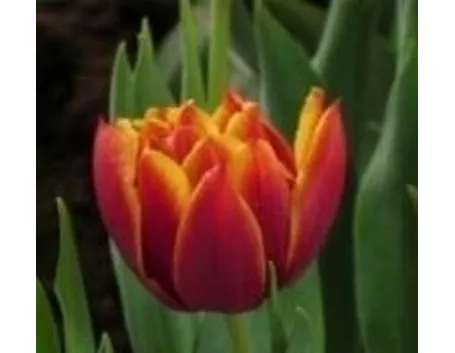 Tulipani