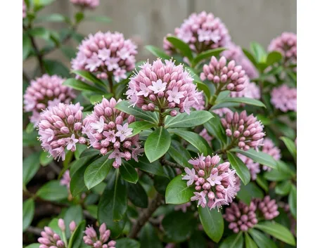 Kalmia