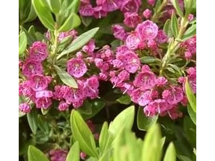 Kalmia