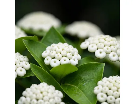 fiori viburno
