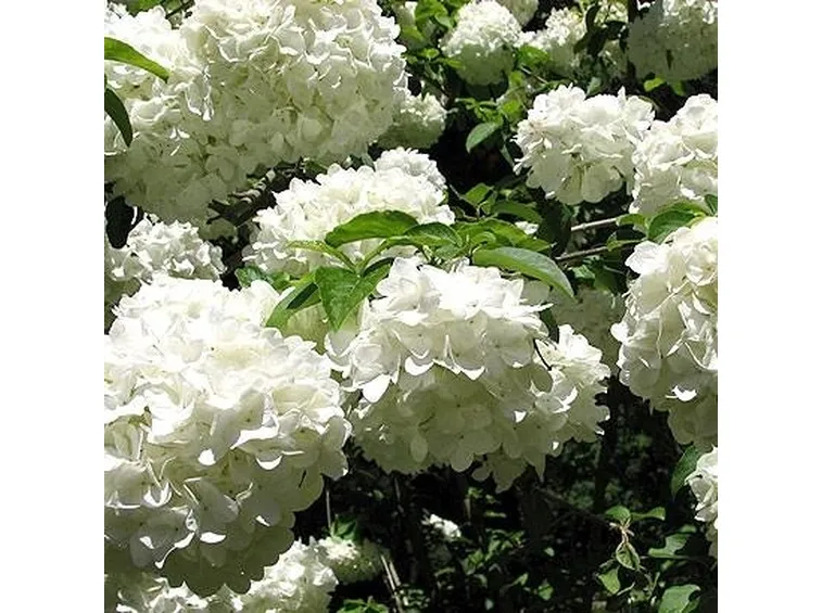 fiori viburno