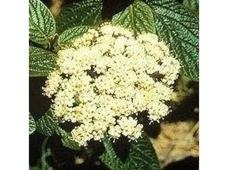 Fiori di viburno