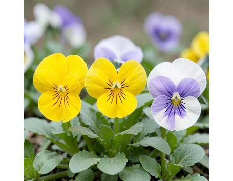 Viole del pensiero