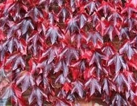 PArtenocissus in autunno