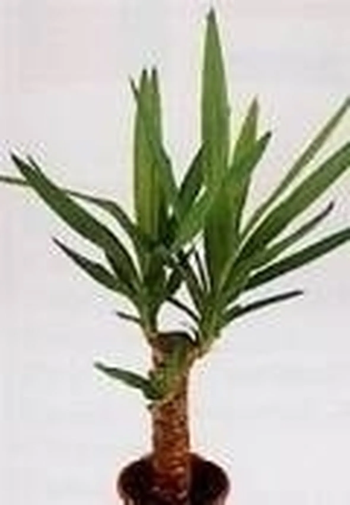 yucca