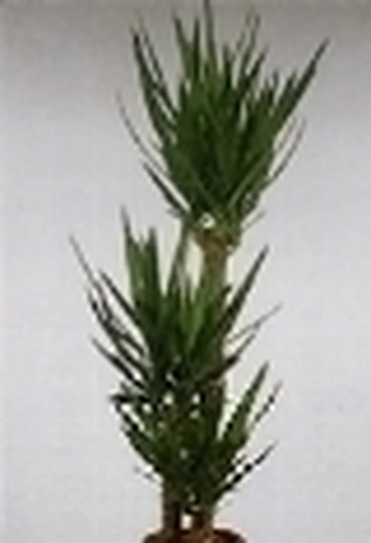 Yucca 