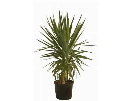 yucca