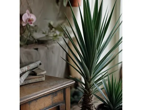 yucca