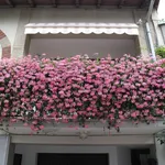 Fioritura gerani