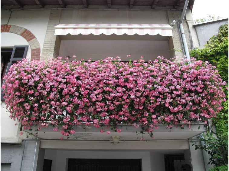 Fioritura gerani