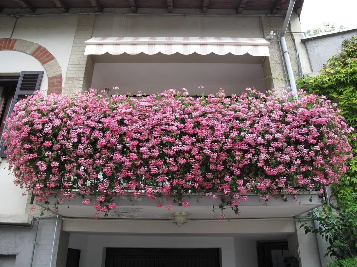 Fioritura gerani